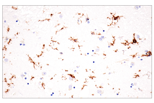 Immunohistochemistry Image 10: p22phox (E7Y1F) Rabbit Monoclonal Antibody (BSA and Azide Free)