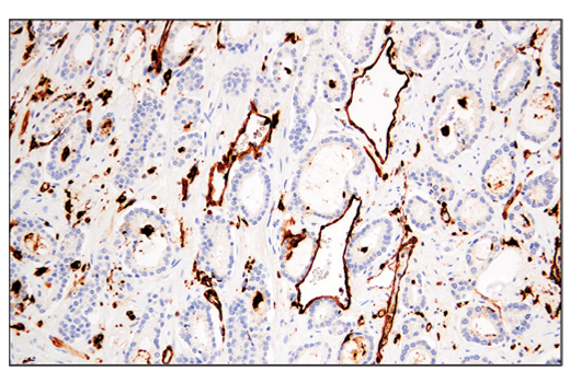 Immunohistochemistry Image 1: MHC Class II (LGII-612.14) Mouse Monoclonal Antibody
