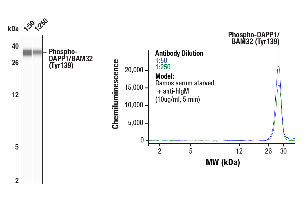 Western Blotting Image 1: Phospho-DAPP1/BAM32 (Tyr139) (D7G4G) Rabbit Monoclonal Antibody