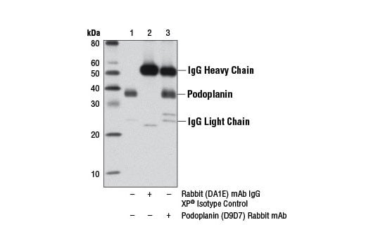 Immunoprecipitation Image 1: Podoplanin (D9D7) Rabbit Monoclonal Antibody
