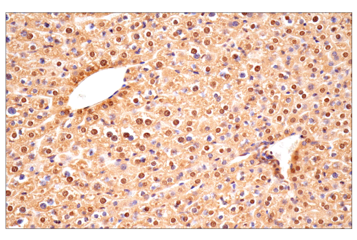 Immunohistochemistry Image 13: Ubiquitin (E6K4Y) Rabbit Monoclonal Antibody