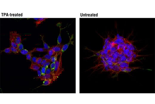 Immunofluorescence Image 1: Neuropeptide Y (D7Y5A) Rabbit Monoclonal Antibody
