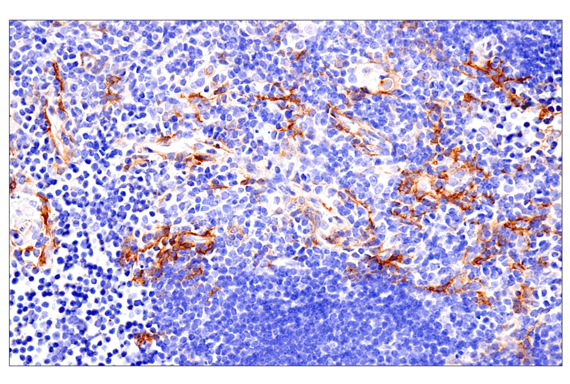Immunohistochemistry Image 17: p75NTR (E7I3M) Rabbit Monoclonal Antibody (BSA and Azide Free)