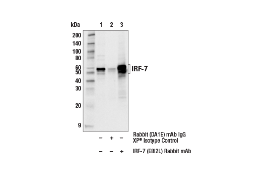 Immunoprecipitation Image 1: IRF-7 (E8I2L) Rabbit Monoclonal Antibody