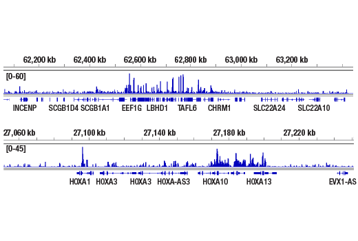 CUT & RUN Image 2: RNF20 (D6E10) XP<sup>®</sup> Rabbit mAb