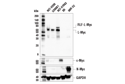 undefined Image 6: Myc Family Profiling Antibody Sampler Kit