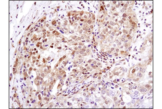 Immunohistochemistry Image 2: Phospho-p90RSK (Ser380) (D3H11) Rabbit mAb (BSA and Azide Free)