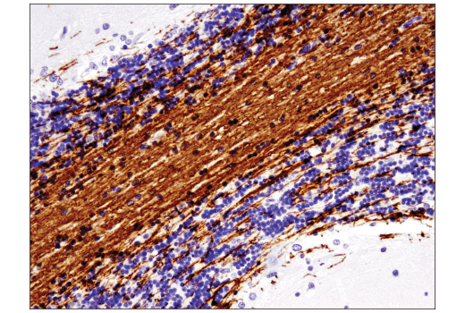 Immunohistochemistry Image 1: MOG (E5K6T) Rabbit Monoclonal Antibody (BSA and Azide Free)