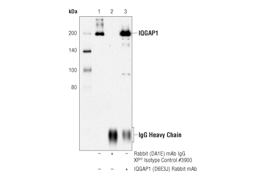 Immunoprecipitation Image 1: IQGAP1 (D6E3J) Rabbit Monoclonal Antibody