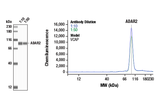 Western Blotting Image 1: ADAR2 (F6U8S) Rabbit Monoclonal Antibody
