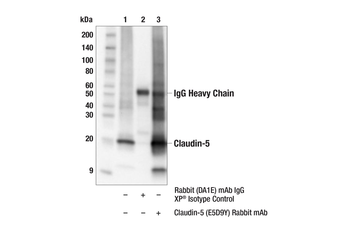 Immunoprecipitation Image 1: Claudin-5 (E5D9Y) Rabbit Monoclonal Antibody