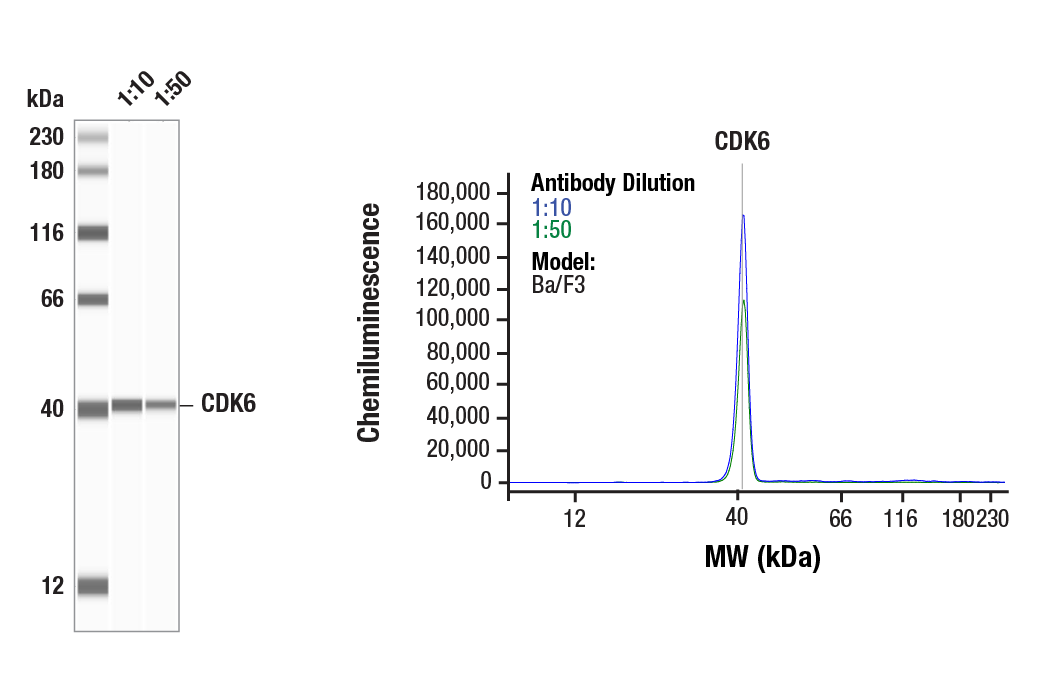 Western Blotting Image 1: CDK6 (E3E3Q) Rabbit Monoclonal Antibody