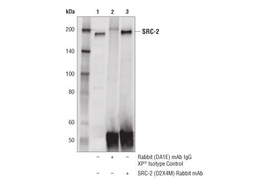 Immunoprecipitation Image 1: SRC-2 (D2X4M) Rabbit Monoclonal Antibody
