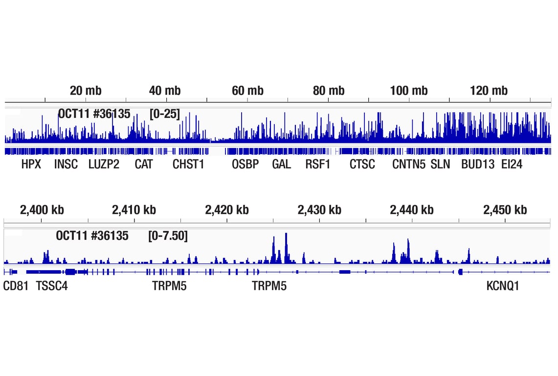 Chromatin Immunoprecipitation Image 2: POU2F3 (E5N2D) Rabbit Monoclonal Antibody
