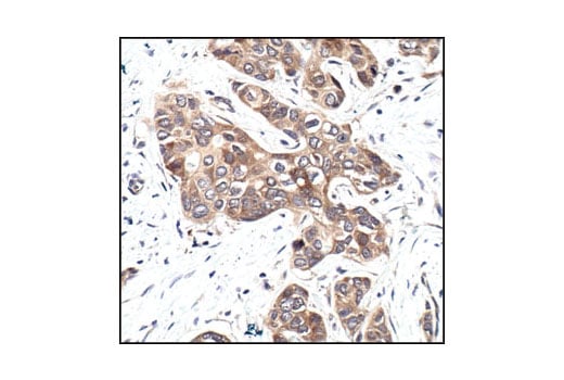 Immunohistochemistry Image 1: GSK-3 beta (27C10) Rabbit Monoclonal Antibody