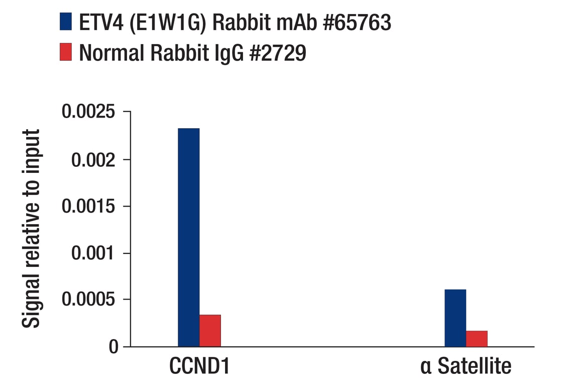Chromatin Immunoprecipitation Image 1: ETV4 (E1W1G) Rabbit Monoclonal Antibody