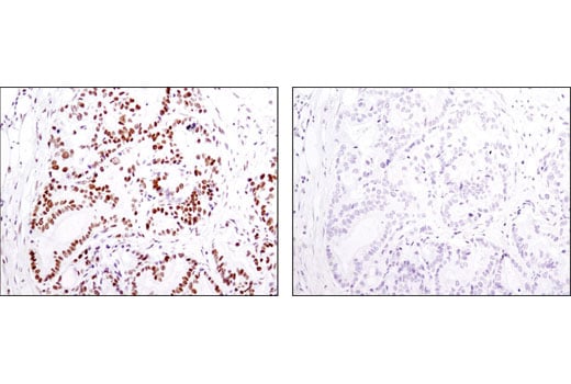 Immunohistochemistry Image 2: Acetyl-Histone H2B (Lys5) (D5H1S) XP<sup>®</sup> Rabbit mAb (BSA and Azide Free)