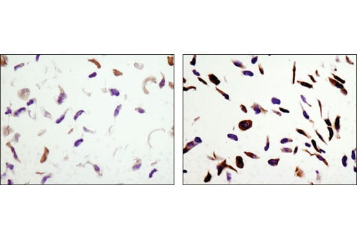 Immunohistochemistry Image 1: Phospho-Acetyl-CoA Carboxylase (Ser79) (D7D11) Rabbit mAb (BSA and Azide Free)