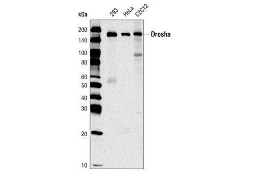 undefined Image 2: RNAi Machinery Antibody Sampler Kit