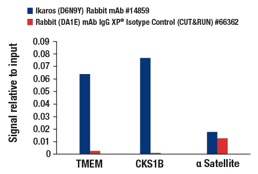 CUT & RUN Image 3: Ikaros (D6N9Y) Rabbit Monoclonal Antibody