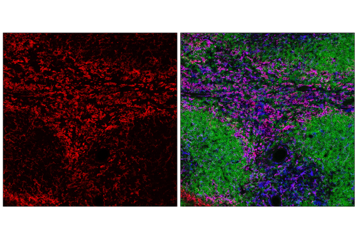 Immunofluorescence Image 1: CSF-1R/M-CSF-R (E6W9F) Rabbit Monoclonal Antibody