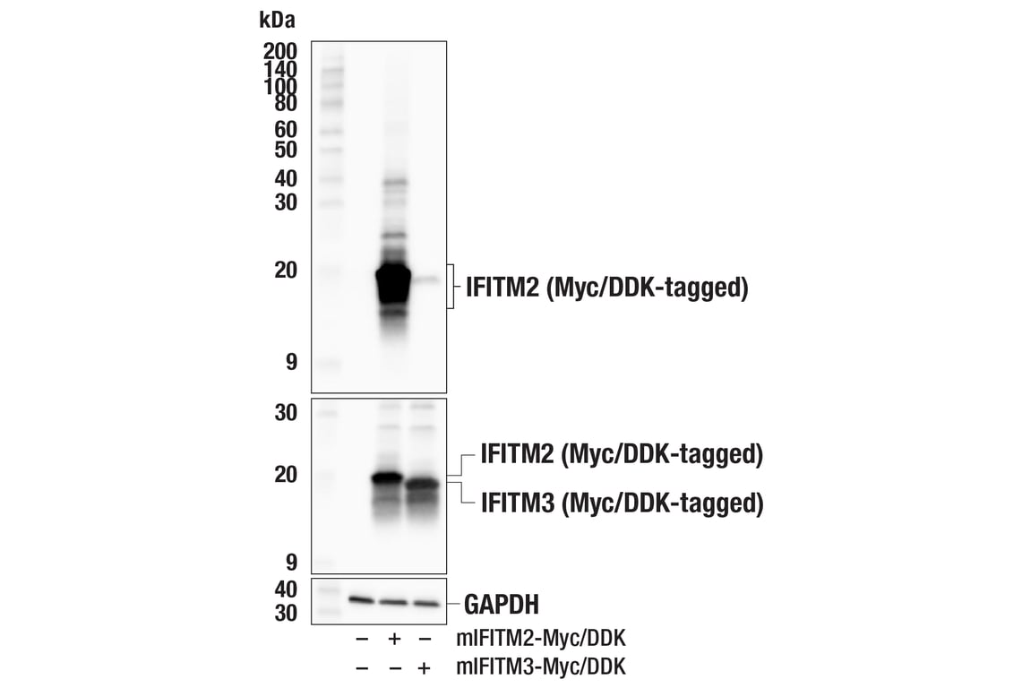 Western Blotting Image 2: IFITM2 (F2H3I) Rabbit Monoclonal Antibody