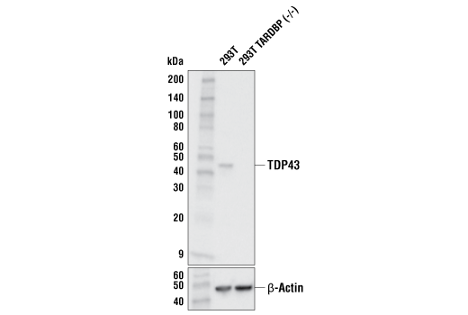 Western Blotting Image 2: TDP43 (E2G6G) Rabbit Monoclonal Antibody (BSA and Azide Free)