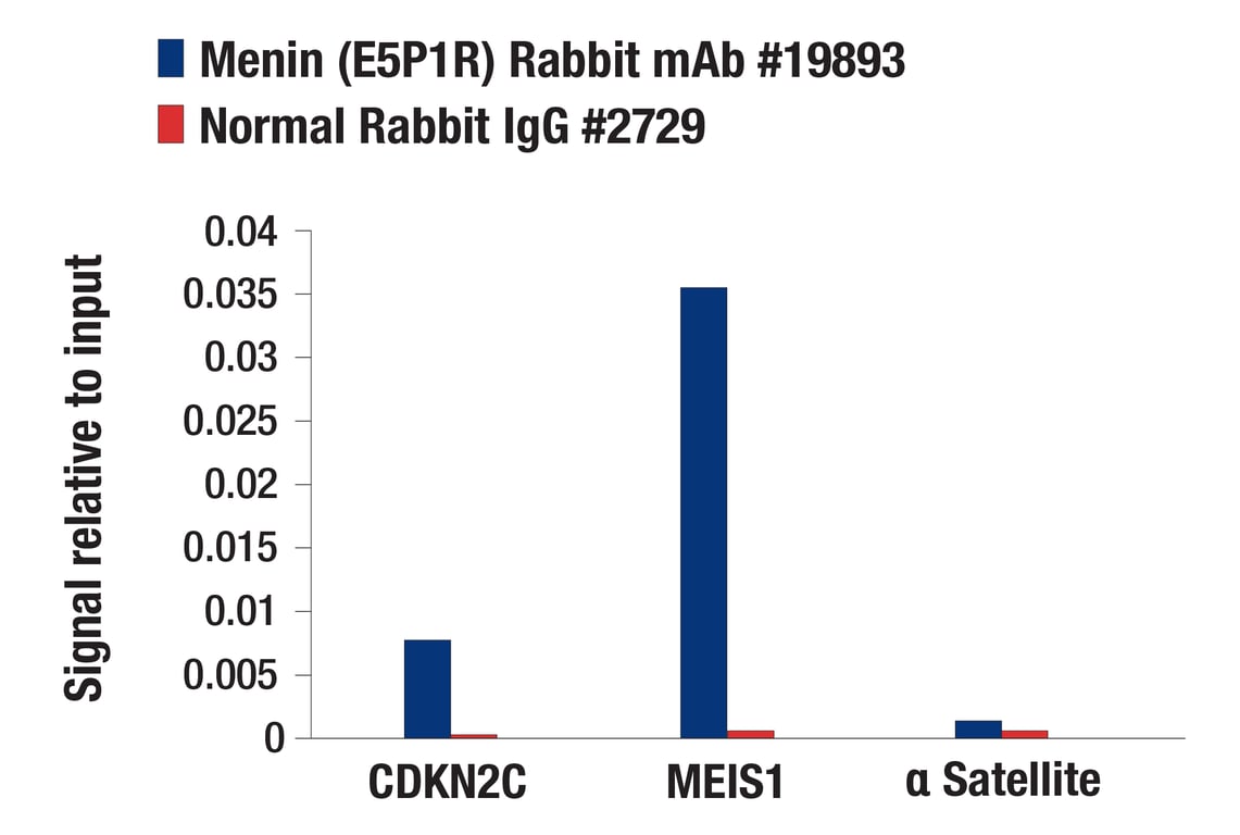 Chromatin Immunoprecipitation Image 3: Menin (E5P1R) Rabbit Monoclonal Antibody