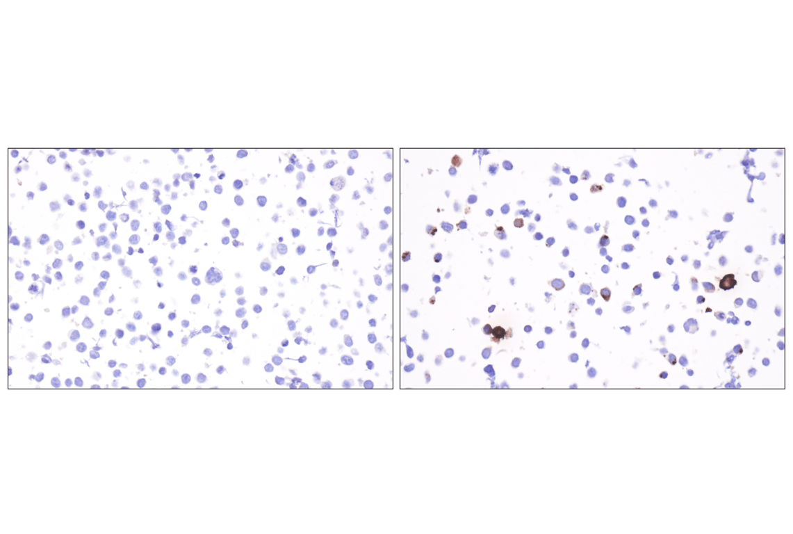 Immunohistochemistry Image 6: Pancreatic polypeptide (F8J4Y) Rabbit Monoclonal Antibody