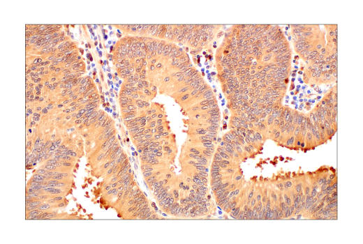 Immunohistochemistry Image 3: SignalStain<sup>®</sup> Boost IHC Detection Reagent (HRP, Rat)