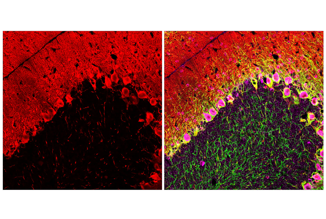Immunofluorescence Image 1: Parvalbumin (E8N2U) Rabbit Monoclonal Antibody