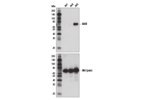 undefined Image 9: Microglia Interferon-Related Module Antibody Sampler Kit