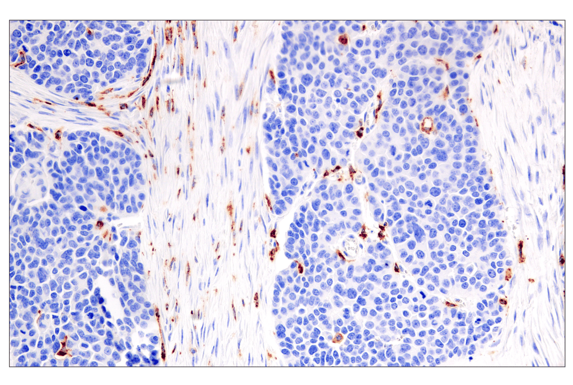 Immunohistochemistry Image 3: HLA-DRA (E9R2Q) Rabbit Monoclonal Antibody (BSA and Azide Free)