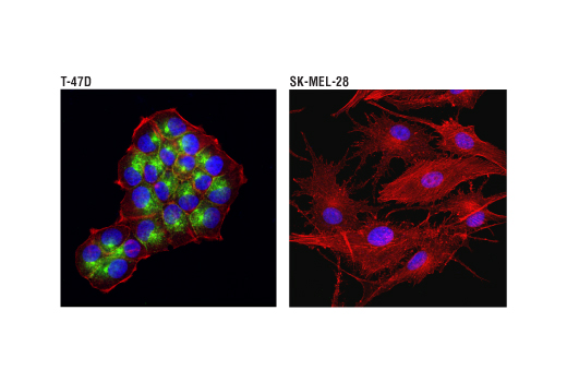 Immunofluorescence Image 1: MUC1-C (D5K9I) Rabbit Monoclonal Antibody