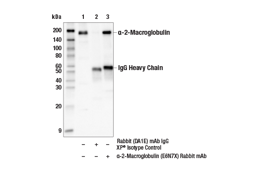 Immunoprecipitation Image 1: alpha-2-Macroglobulin (E6N7X) Rabbit Monoclonal Antibody