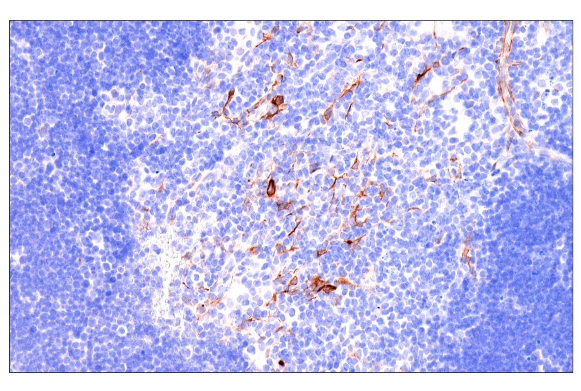 Immunohistochemistry Image 4: Nestin (E5C7I) Rabbit Monoclonal Antibody (BSA and Azide Free)