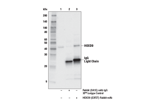 Immunoprecipitation Image 1: HOXD9 (E3F2T) Rabbit Monoclonal Antibody
