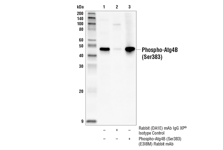 Immunoprecipitation Image 1: Phospho-Atg4B (Ser383) (E3I8M) Rabbit Monoclonal Antibody