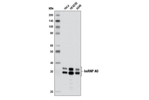 Western Blotting Image 1: hnRNP A0 (D8A3) XP<sup>®</sup> Rabbit mAb