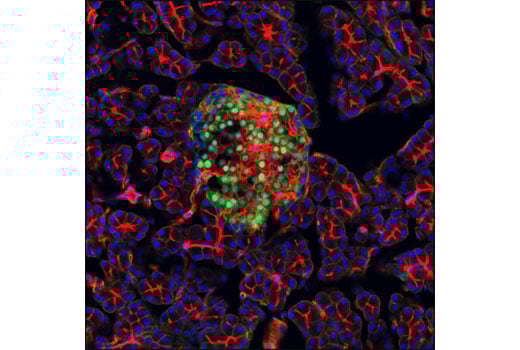 Immunofluorescence Image 1: Pdx1 (D59H3) Rabbit Monoclonal Antibody (BSA and Azide Free)