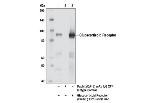 Immunoprecipitation Image 1: Glucocorticoid Receptor (D6H2L) Rabbit Monoclonal Antibody