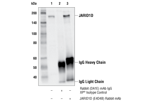 Immunoprecipitation Image 1: JARID1D (E4D4B) Rabbit Monoclonal Antibody