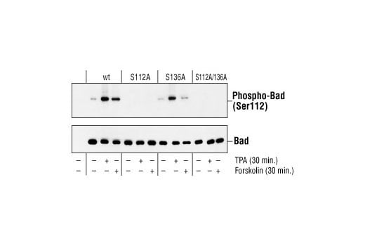 Western Blotting Image 2: Phospho-Bad (Ser112) (7E11) Mouse Monoclonal Antibody