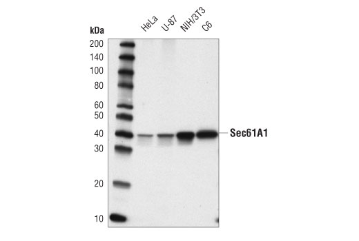 Western Blotting Image 1: Sec61A1 (D4K2Z) Rabbit mAb