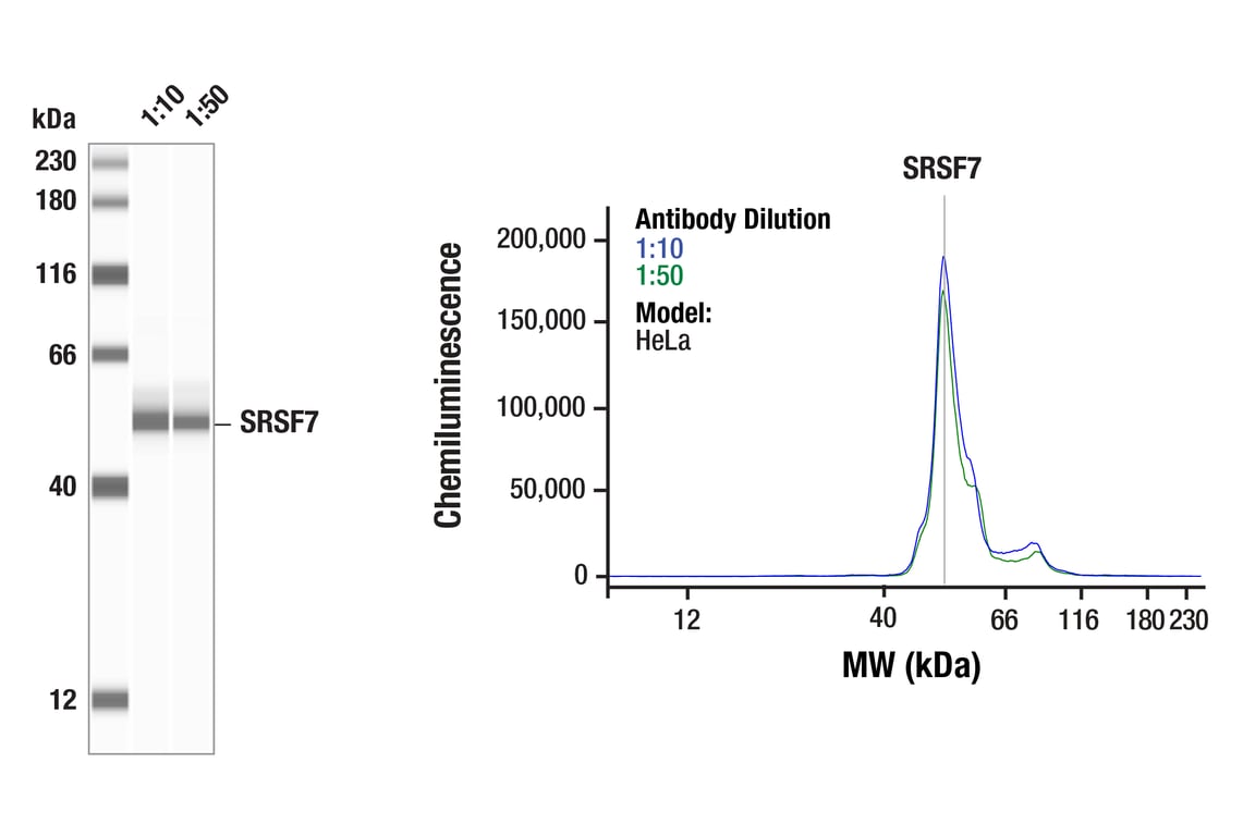 Western Blotting Image 1: SRSF7 (F9G2P) Rabbit Monoclonal Antibody