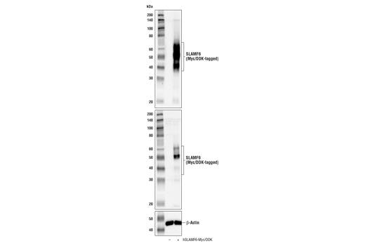Western Blotting Image 3: SLAMF6/CD352 (E8K9W) Rabbit Monoclonal Antibody