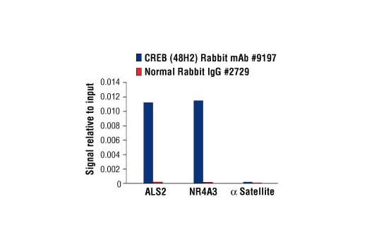 Chromatin Immunoprecipitation Image 1: CREB (48H2) Rabbit Monoclonal Antibody