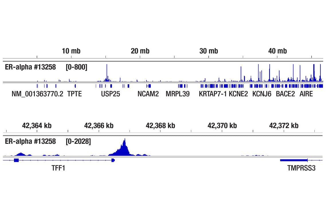 CUT & Tag Image 2: Estrogen Receptor alpha (D6R2W) Rabbit Monoclonal Antibody
