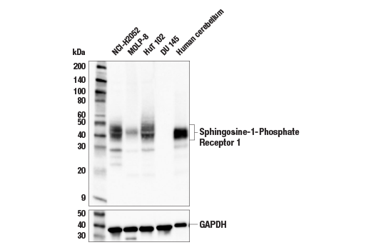 Western Blotting Image 2: Sphingosine-1-Phosphate Receptor 1 (E8U3O) Rabbit Monoclonal Antibody