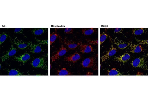 Immunofluorescence Image 1: Bak (D4E4) Rabbit Monoclonal Antibody (BSA and Azide Free)
